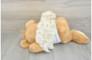 Maltipoo Puppy for Adoption