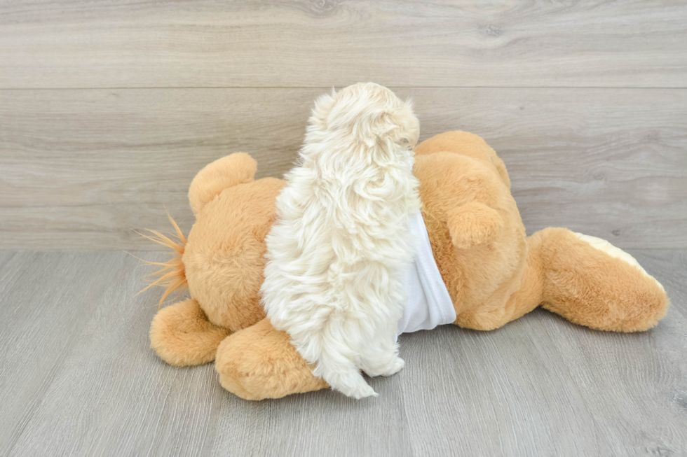 Maltipoo Puppy for Adoption
