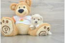 Playful Moodle Poodle Mix Puppy