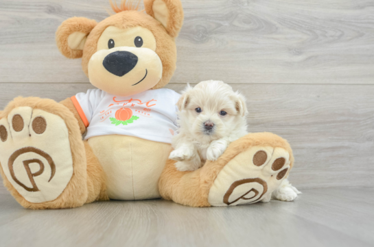 Playful Moodle Poodle Mix Puppy