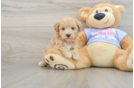 Funny Maltipoo Poodle Mix Pup