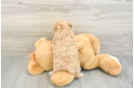Sweet Maltipoo Baby