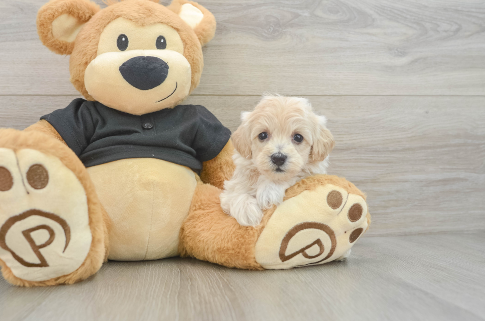6 week old Maltipoo Puppy For Sale - Simply Southern Pups