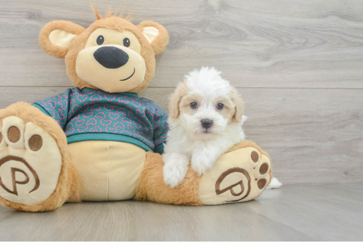 Maltipoo Puppy for Adoption