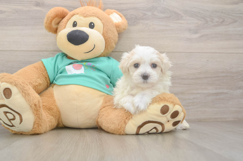 5 week old Maltipoo Puppy For Sale - Simply Southern Pups