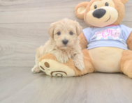 8 week old Maltipoo Puppy For Sale - Simply Southern Pups