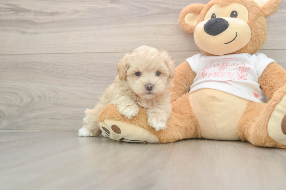 Maltipoo Puppy for Adoption