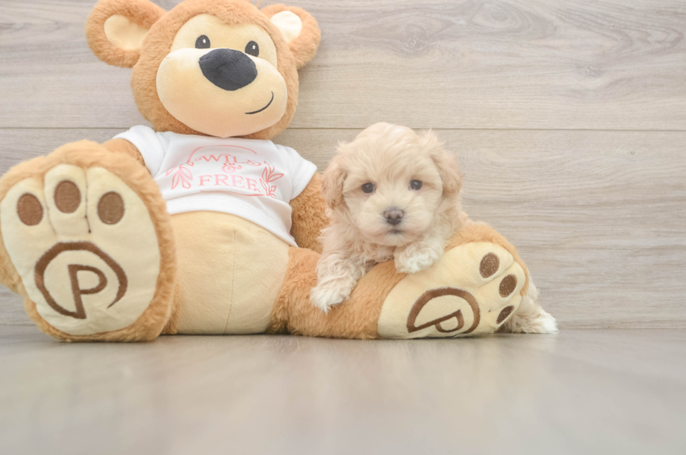 5 week old Maltipoo Puppy For Sale - Simply Southern Pups
