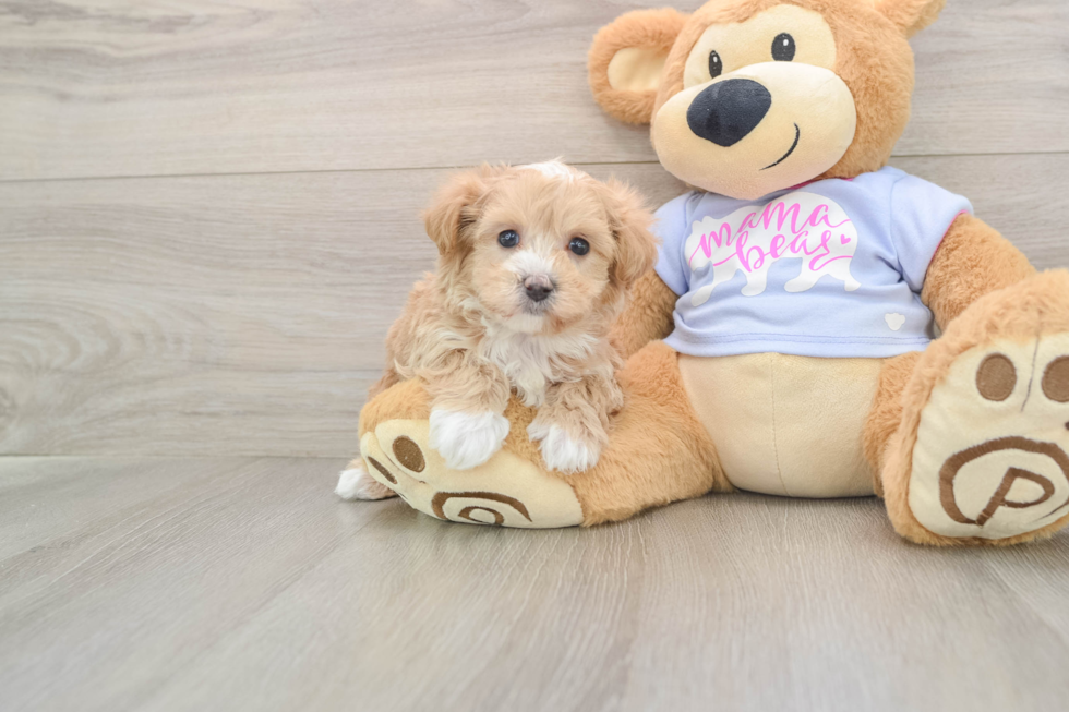 Maltipoo Puppy for Adoption