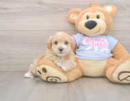 8 week old Maltipoo Puppy For Sale - Simply Southern Pups