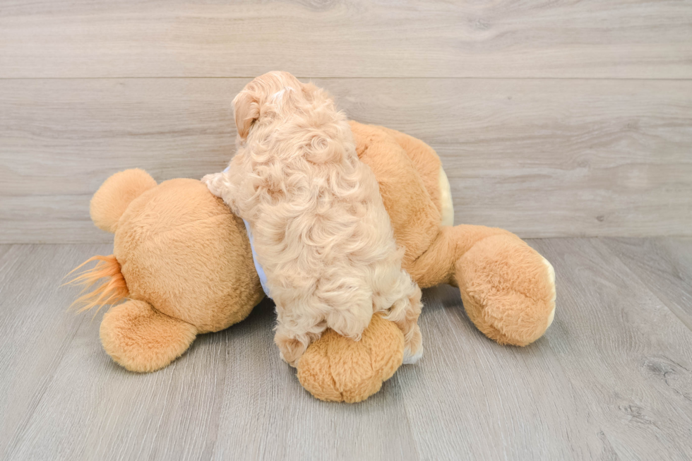 Maltipoo Puppy for Adoption