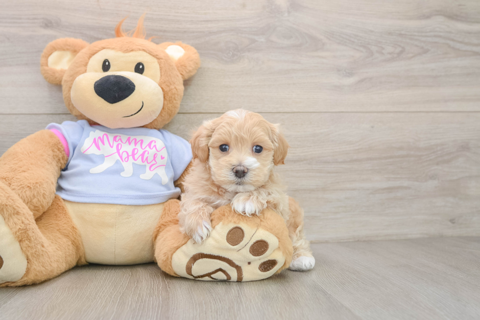 Adorable Maltidoodle Poodle Mix Puppy