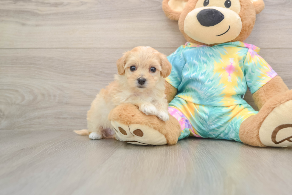 Best Maltipoo Baby