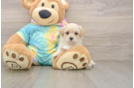 Friendly Maltipoo Baby