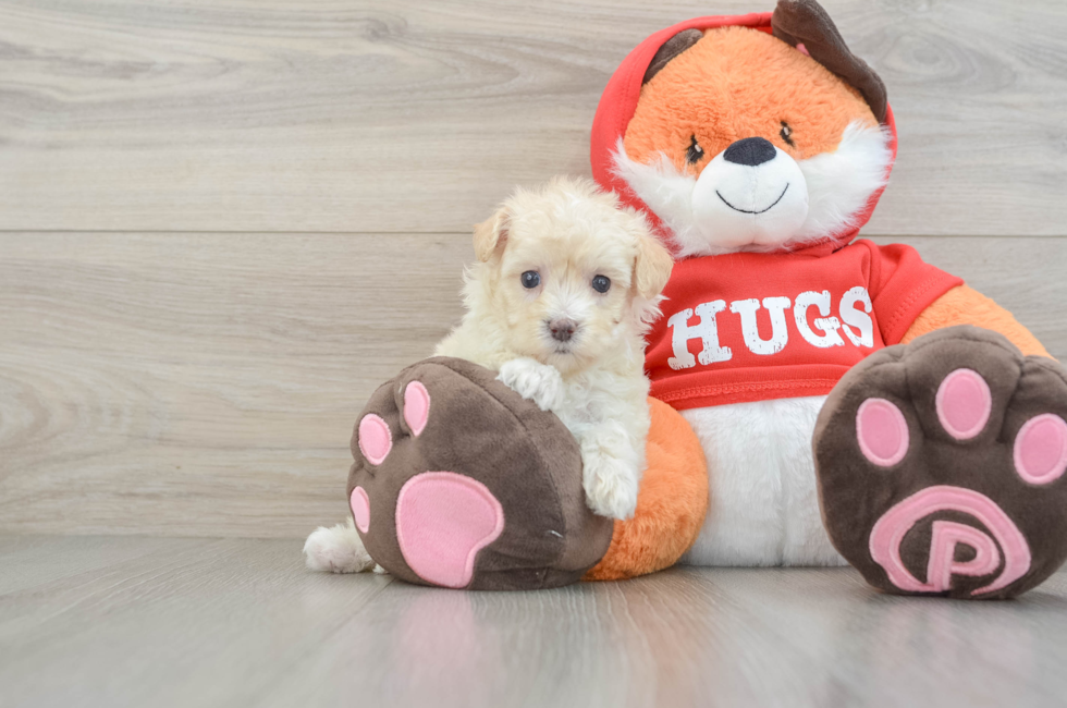 7 week old Maltipoo Puppy For Sale - Simply Southern Pups