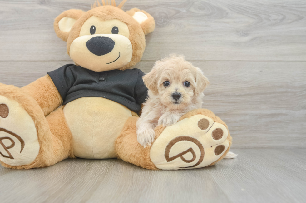6 week old Maltipoo Puppy For Sale - Simply Southern Pups