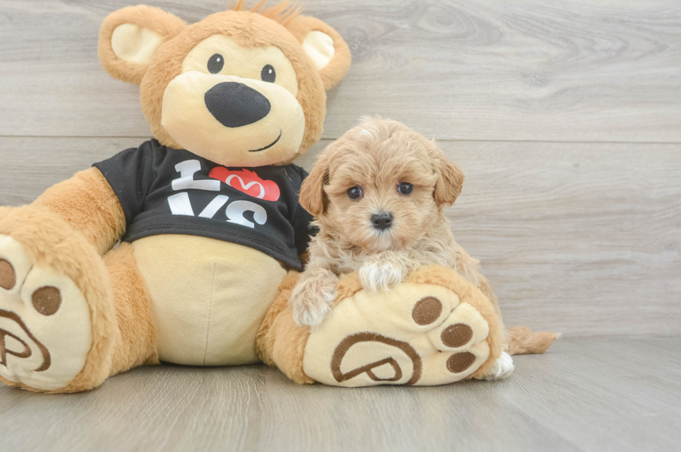 5 week old Maltipoo Puppy For Sale - Simply Southern Pups