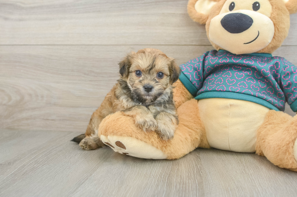 6 week old Maltipoo Puppy For Sale - Simply Southern Pups