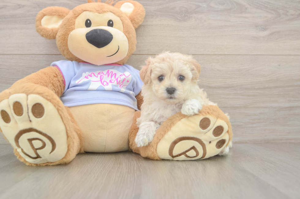 5 week old Maltipoo Puppy For Sale - Simply Southern Pups