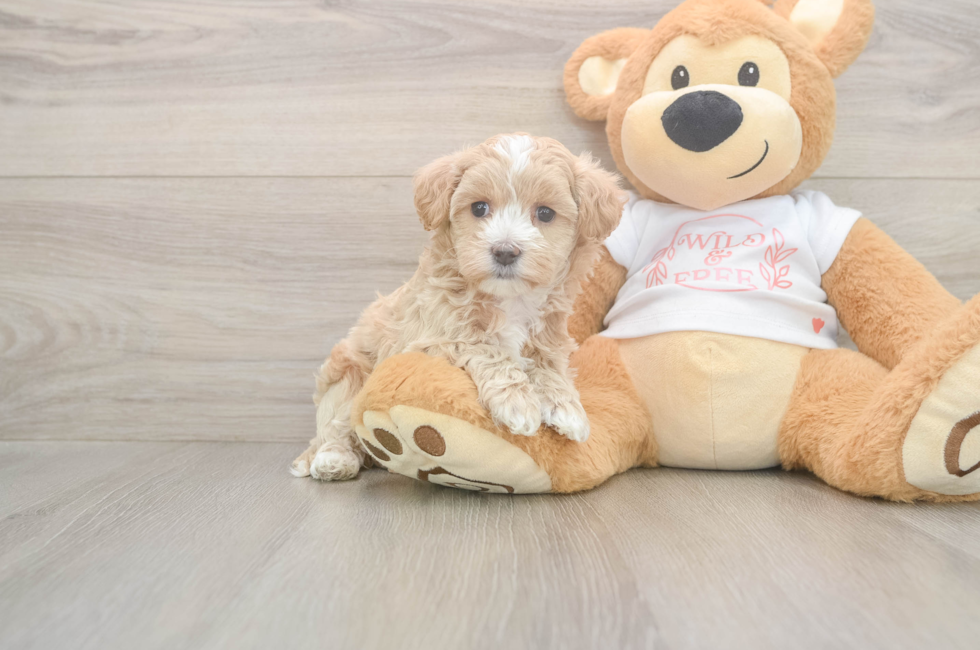 5 week old Maltipoo Puppy For Sale - Simply Southern Pups