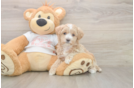 Petite Maltipoo Poodle Mix Pup