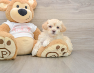 8 week old Maltipoo Puppy For Sale - Simply Southern Pups
