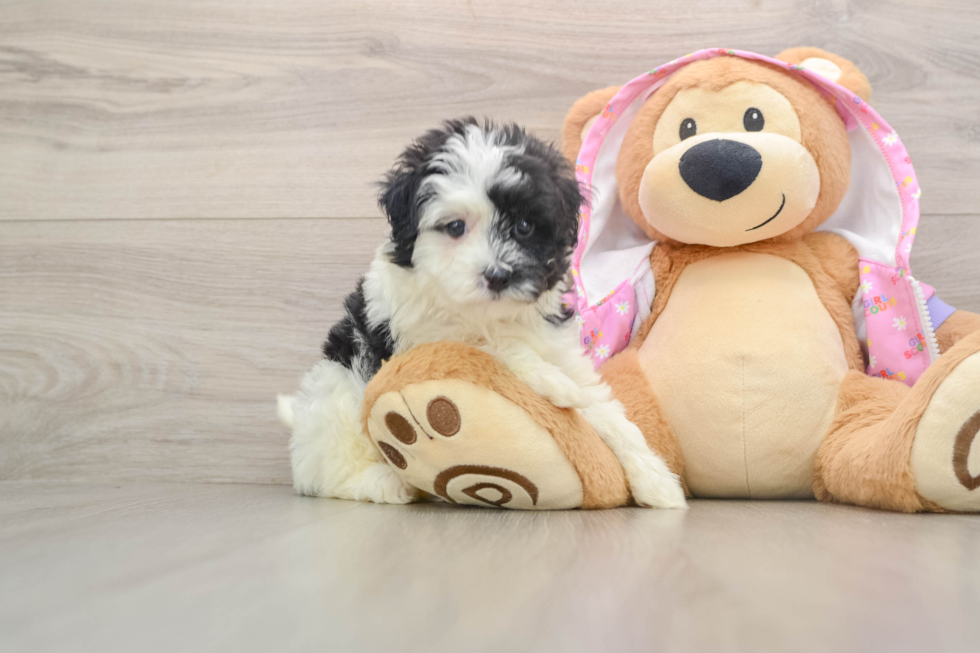 Happy Maltipoo Baby