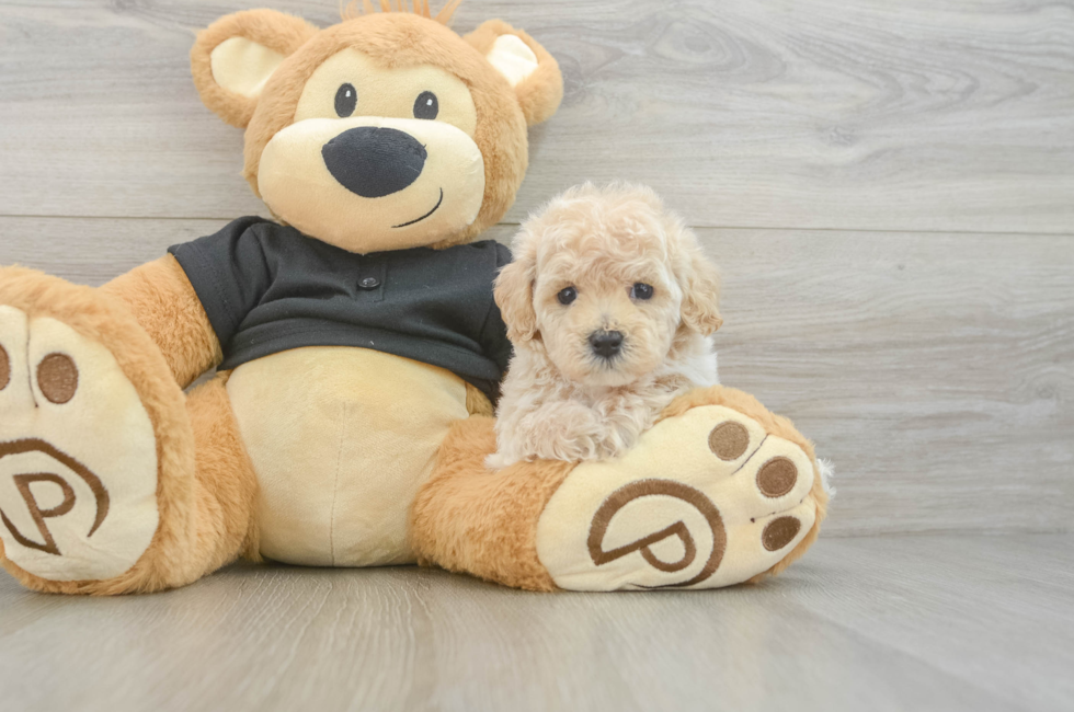 6 week old Maltipoo Puppy For Sale - Simply Southern Pups