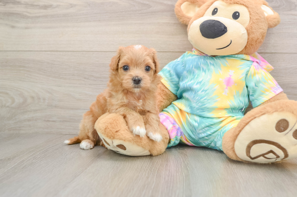 Friendly Maltipoo Baby