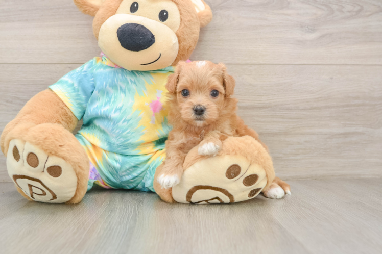 Maltipoo Pup Being Cute