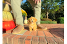 Best Maltipoo Baby