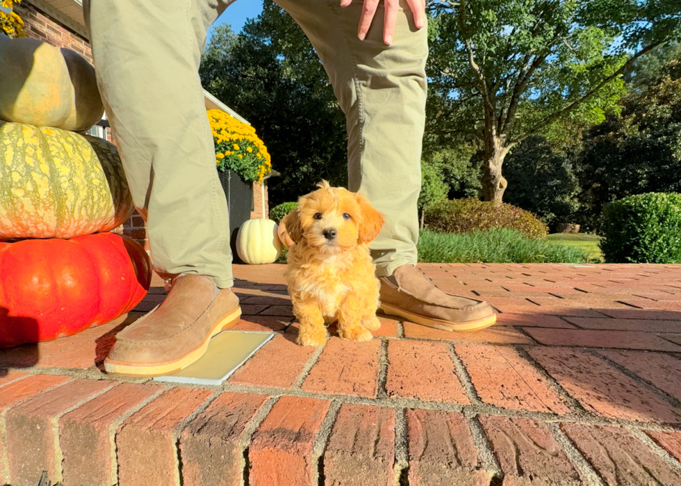 Best Maltipoo Baby