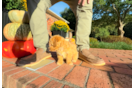 Cute Maltipoo Poodle Mix Pup