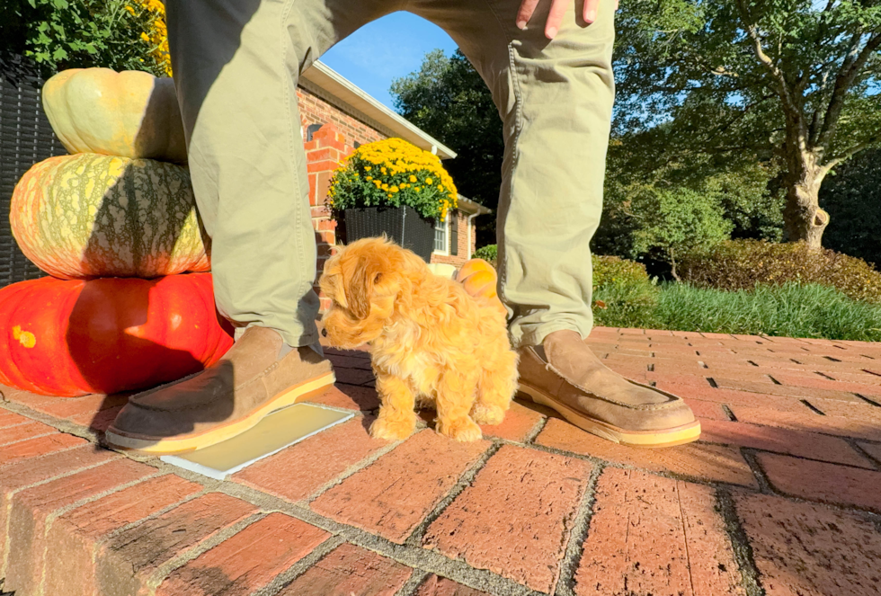 Cute Maltipoo Poodle Mix Pup