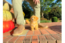 Cute Malt a Poo Poodle Mix Puppy