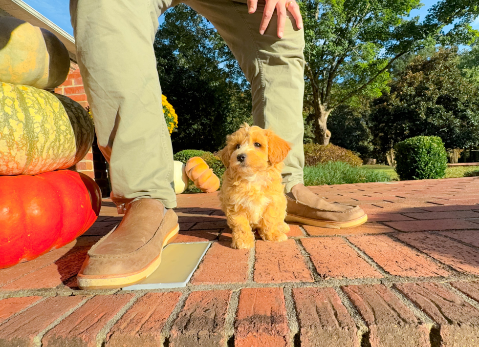 Cute Malt a Poo Poodle Mix Puppy
