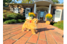 Maltipoo Puppy for Adoption