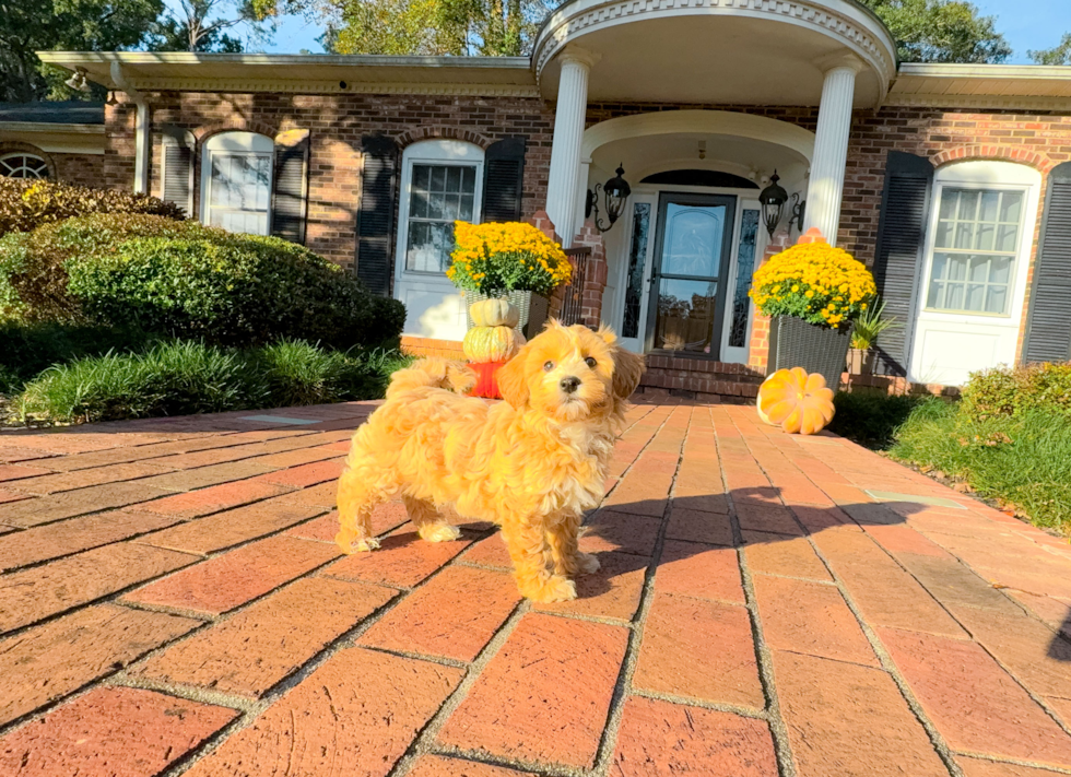 Maltipoo Puppy for Adoption