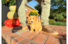 Cute Maltipoo Poodle Mix Pup