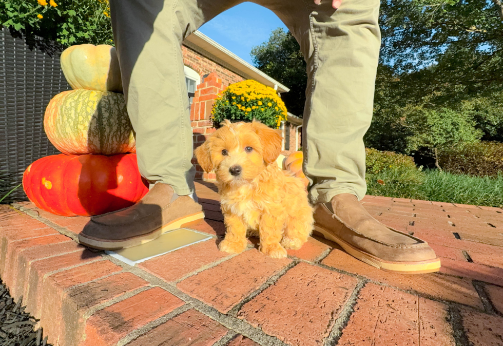 Cute Maltipoo Poodle Mix Pup