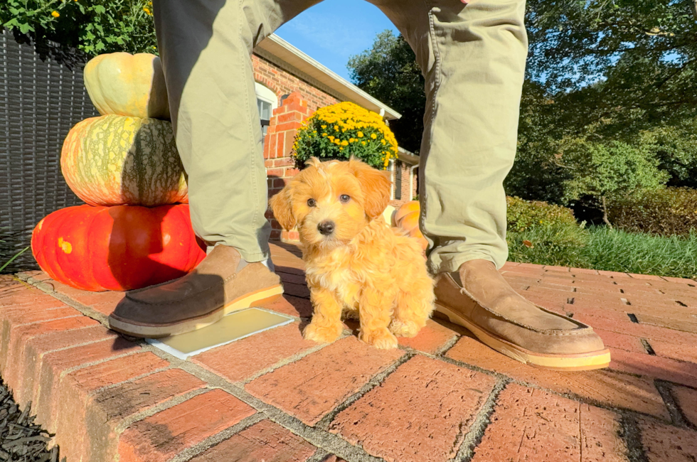 9 week old Maltipoo Puppy For Sale - Simply Southern Pups