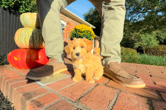 Cute Maltipoo Poodle Mix Pup