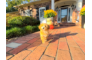 Cute Maltipoo Poodle Mix Pup