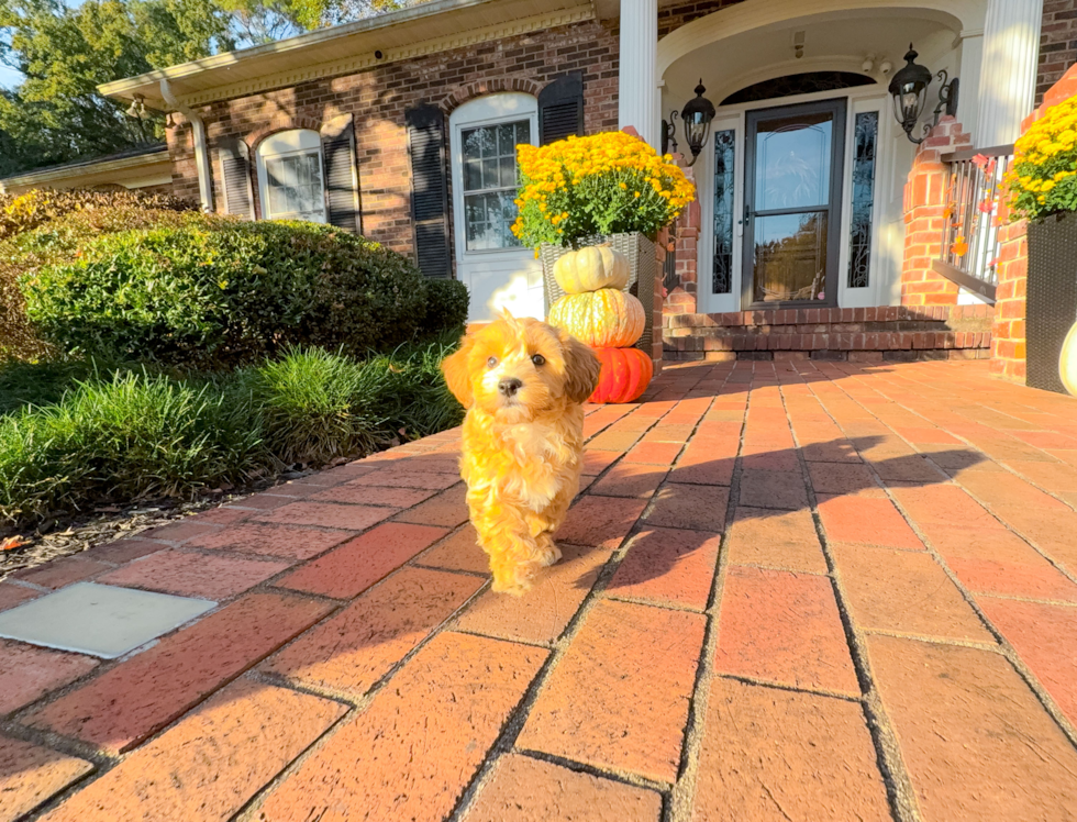 Cute Maltipoo Poodle Mix Pup