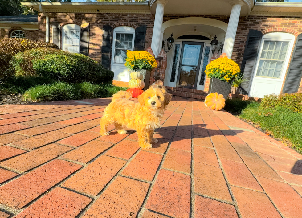 Maltipoo Pup Being Cute