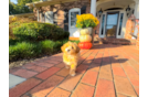 Best Maltipoo Baby