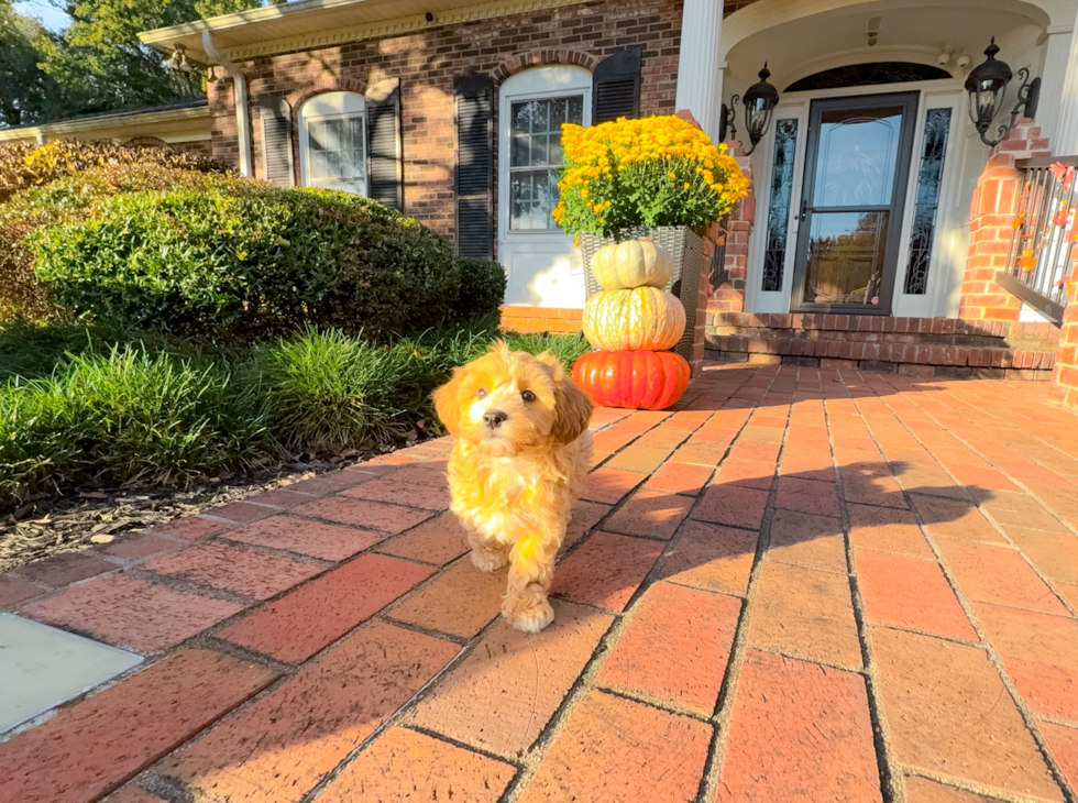 Best Maltipoo Baby