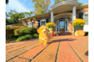 Cute Maltipoo Poodle Mix Pup