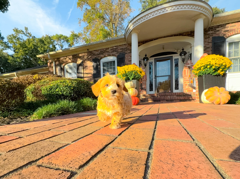 Cute Maltipoo Poodle Mix Pup