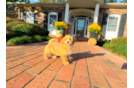 Cute Maltipoo Baby